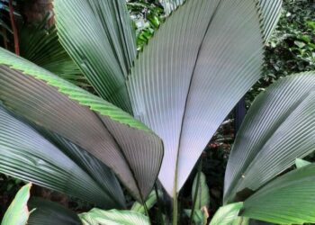 cropped-palmeira-diamante-2.jpg