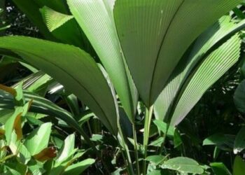 cropped-palmeira-diamante-3.jpg