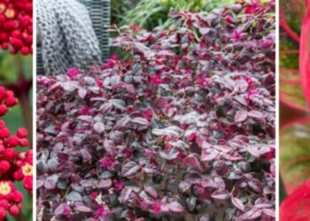 cropped-plantas-sem-flores.jpg