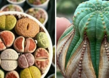cropped-suculentas-exoticas.jpg