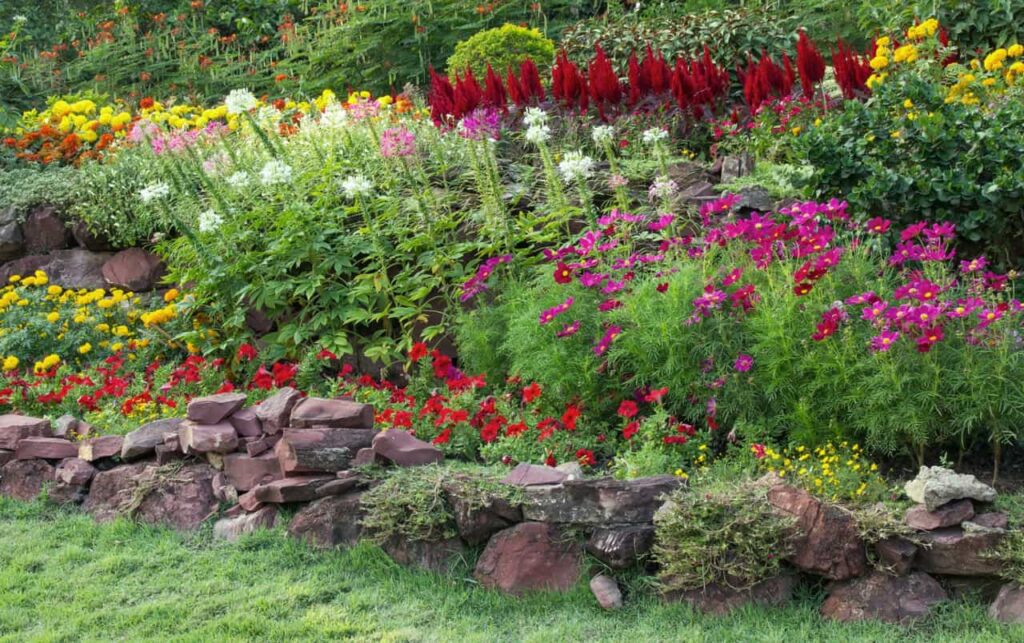 Plantas para Jardim que Se Destacam pela Cor de Suas Flores.