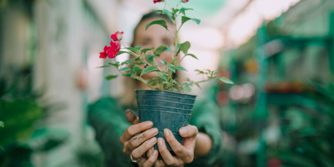 5 plantas perfeitas para comprar em julho e encher o jardim de charme no frio