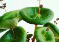 crassula umbella