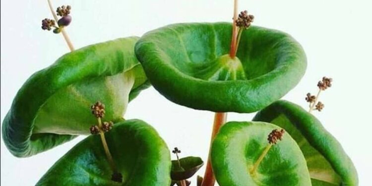 crassula umbella