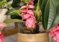 Medinilla magnifica