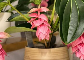 Medinilla magnifica