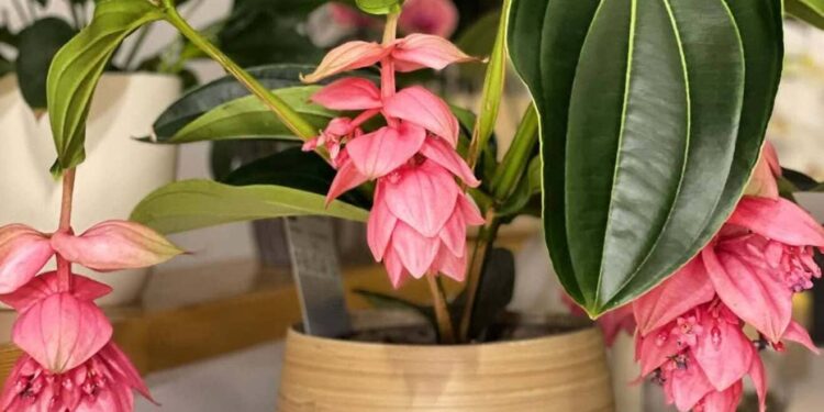 Medinilla magnifica
