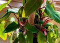 Philodendron erubescens