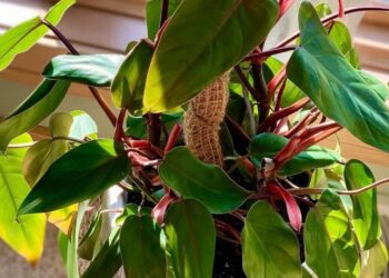 Philodendron erubescens