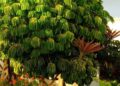 Schefflera actinophylla