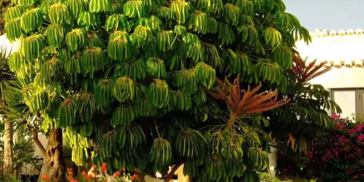 Schefflera actinophylla