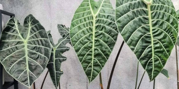 alocasias