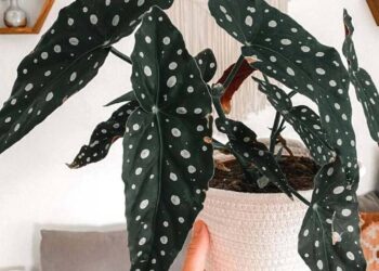 begonia maculata