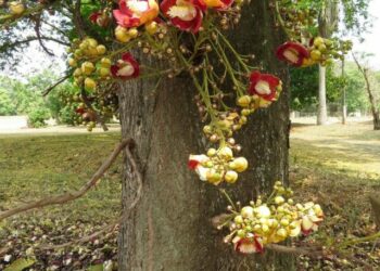 cropped-Couroupita-guianensis-2.jpg