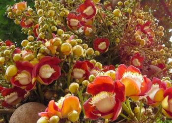 cropped-Couroupita-guianensis-3.jpg