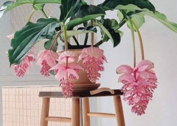 cropped-Medinilla-magnifica-4.jpg