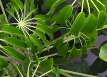 cropped-Schefflera-actinophylla-2.jpg