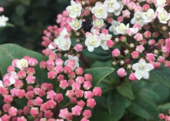cropped-Viburnum-tinus-2.jpg