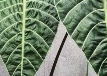 alocasias