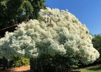 cropped-cabeleira-de-velho-4.jpg