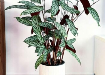 cropped-calatea-setosa-2.jpg