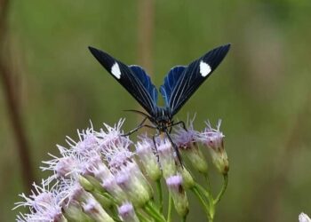 cropped-cambarazinho-2.jpg