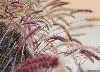 cropped-capim-texas-3.jpg