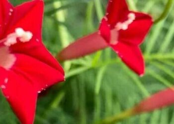 Ipomoea quamoclit