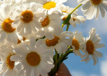 cropped-flores-abril.jpg