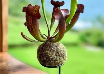 cropped-kokedama-2.jpg