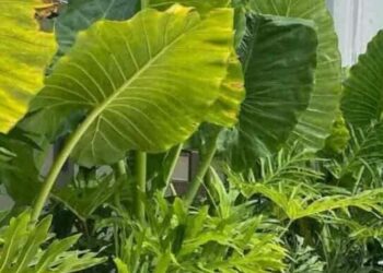 cropped-orelha-elefante-1.jpg