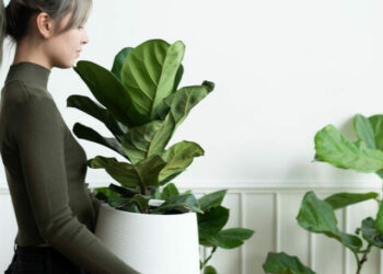 cropped-plantas-internas.jpg