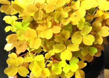 cropped-trevo-amarelo-1.jpg