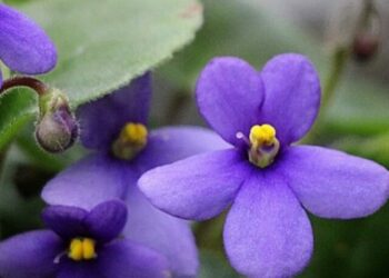 cropped-vioelta-africana-3.jpg