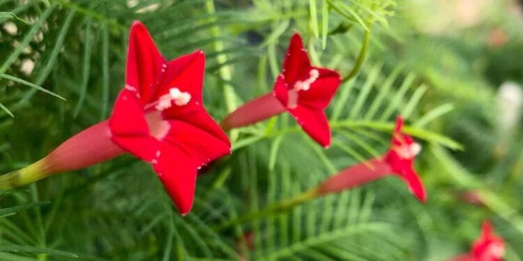 Ipomoea quamoclit