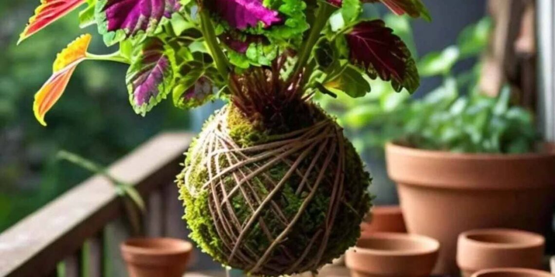 Kokedama: a arte japonesa que transformou a forma como eu vejo as plantas