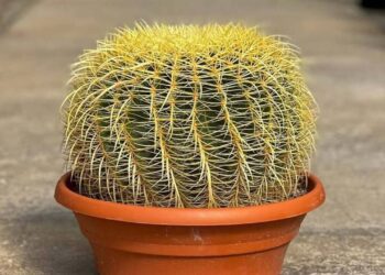 cacto poltrona de sogra