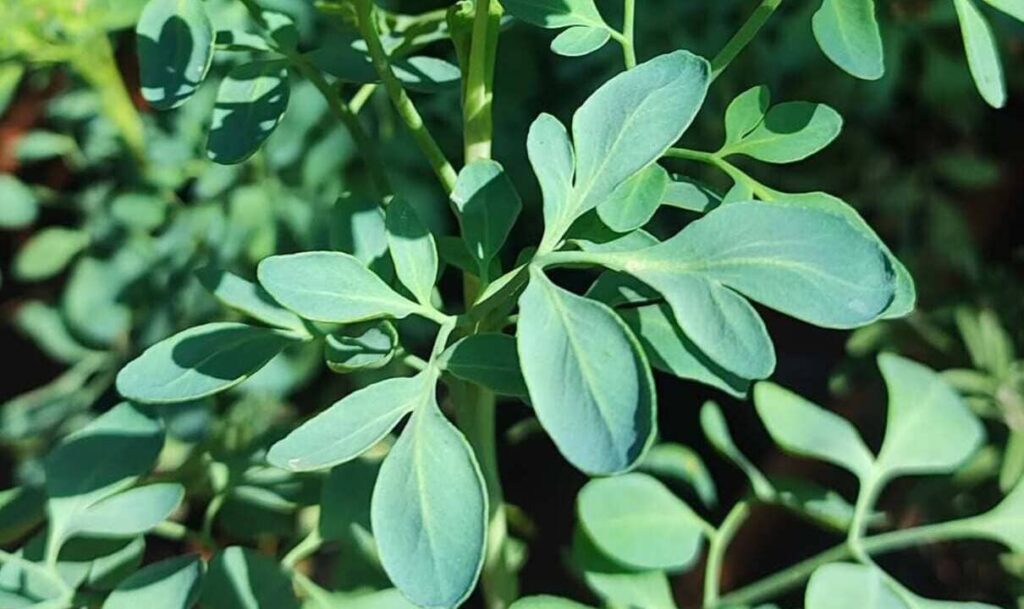 escorpiao arruda