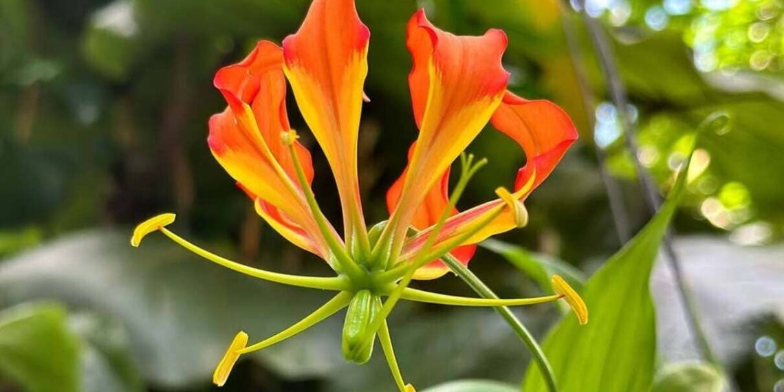Gloriosa S