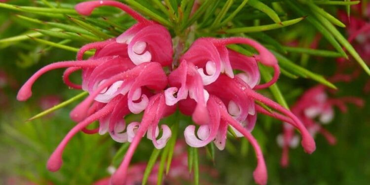 Grevillea