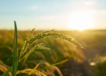 No Cerrado, o fogo é aliado: diversidade da flora cresce com calor e queimadas frequentes