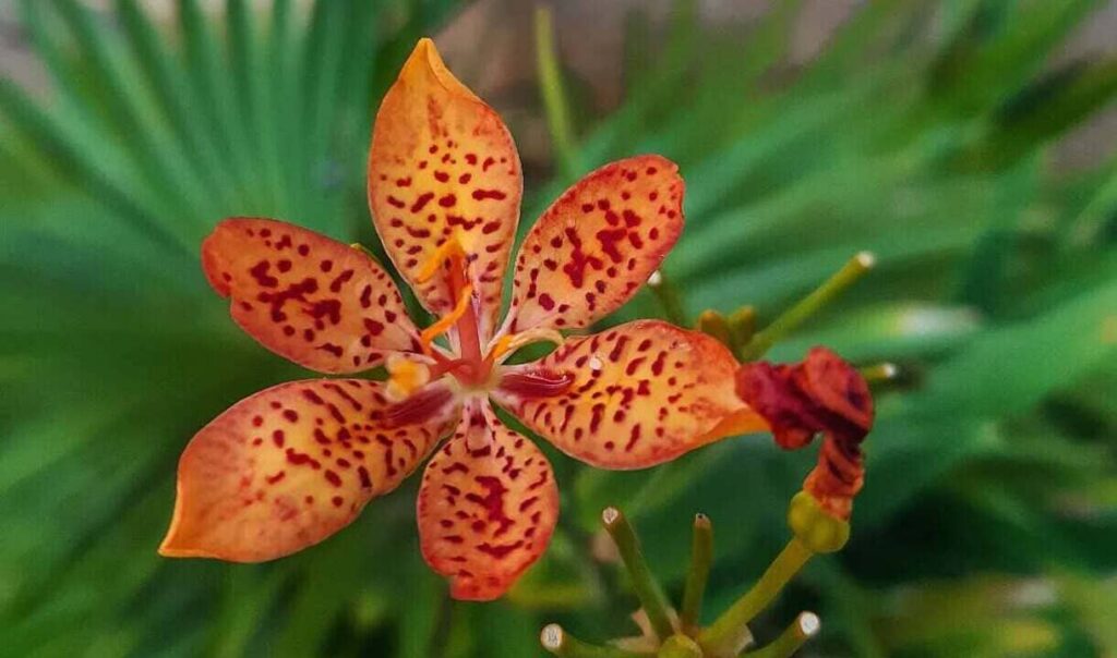 Flor-leopardo