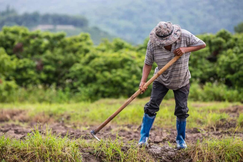 Agricultura Regenerativa impulsiona controle biológico no Cerrado brasileiro
