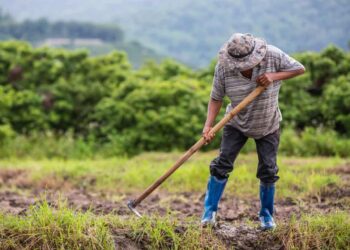 Agricultura Regenerativa impulsiona controle biológico no Cerrado brasileiro