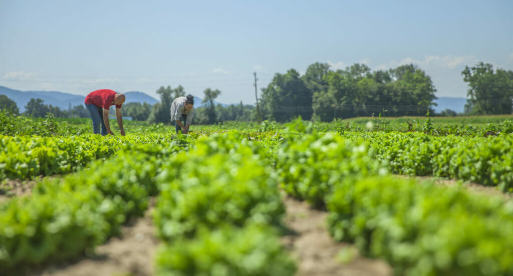 Do campo à inovação: agricultura familiar gaúcha se fortalece com tecnologia e visão empreendedora