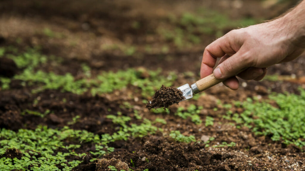 A força do solo vivo: como a saúde do solo molda o futuro da agricultura brasileira