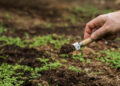 O solo que alimenta o mundo está cheio de plástico invisível e as plantas já absorveram