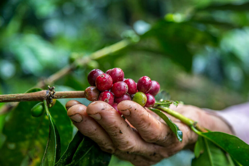 Safra de café alcança 56,5 milhões de sacas e registra o terceiro maior volume da série histórica
