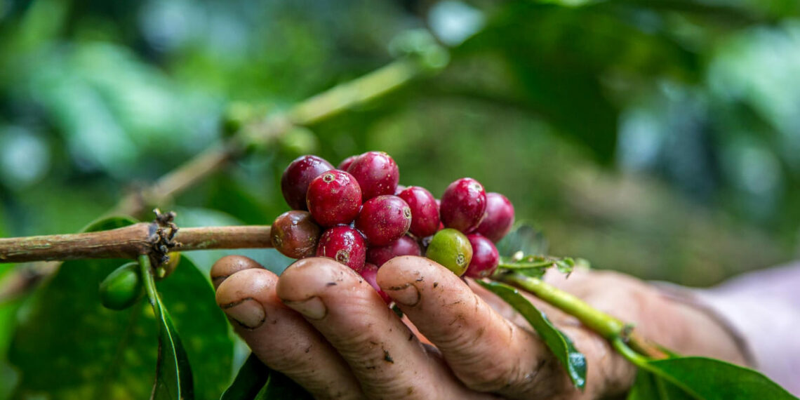 Safra de café alcança 56,5 milhões de sacas e registra o terceiro maior volume da série histórica