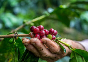 Safra de café alcança 56,5 milhões de sacas e registra o terceiro maior volume da série histórica